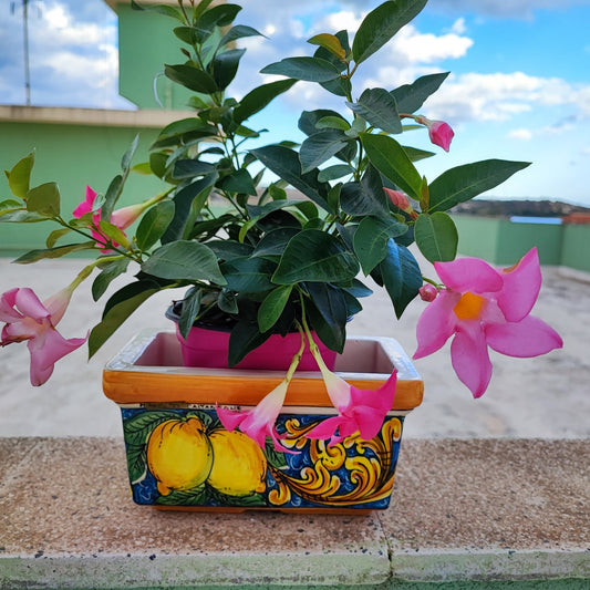 Colorful Rectangular Planter from Caltagirone